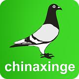 Mạng thông tin chim bồ câu dẫn đường Trung Quốc